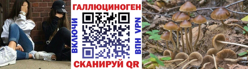 kraken tor Коркино площадка как зайти Псилоцибиновые грибы мухоморы